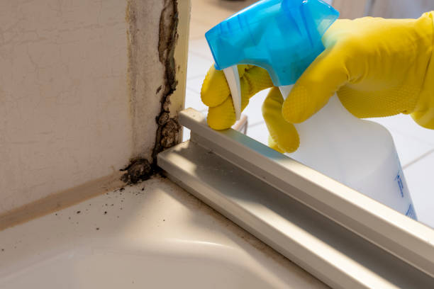 Best Best Mold Removal Companies  in Lehi, UT