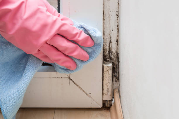 Best Mold Remediation  in Lehi, UT